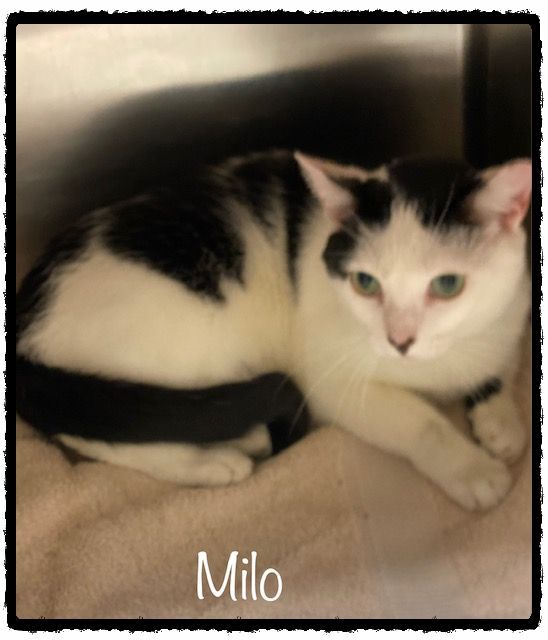 MILO (R), an adopted Domestic Short Hair Mix in Marietta, GA_image-4