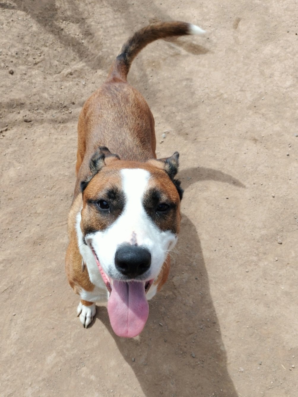 Cam, an adoptable Boxer, Retriever in Phoenix, AZ, 85017 | Photo Image 1