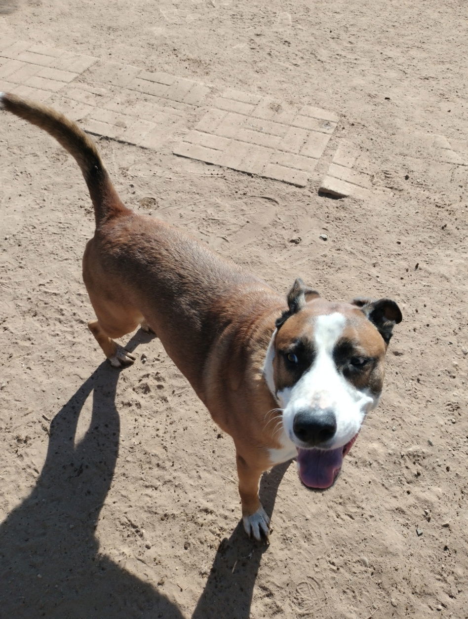 Cam, an adoptable Retriever in Phoenix, AZ, 85017 | Photo Image 1