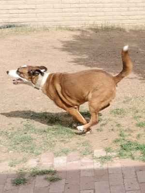 Cam, Adult Male Retriever