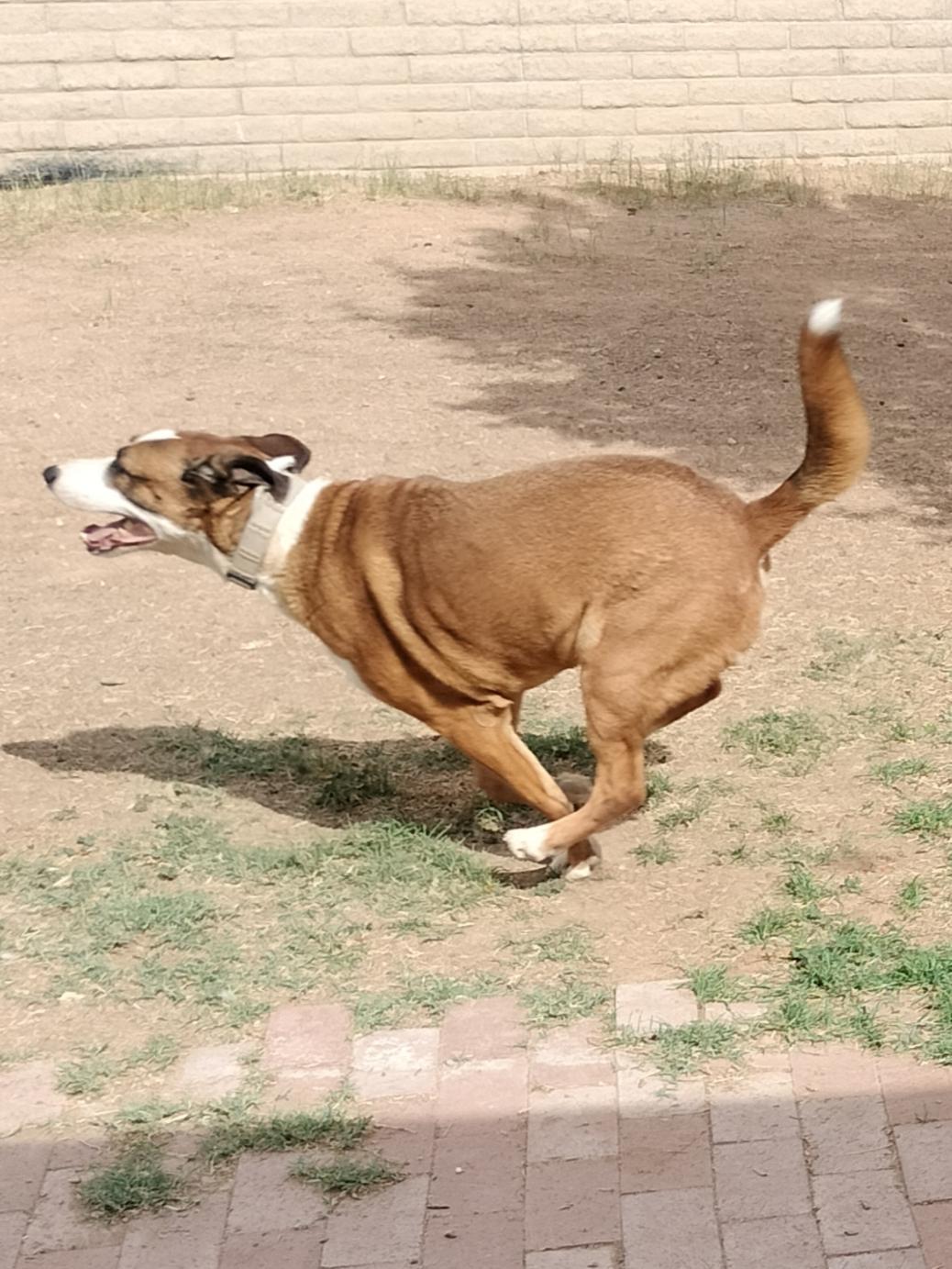 Cam, an adoptable Retriever in Phoenix, AZ, 85017 | Photo Image 4
