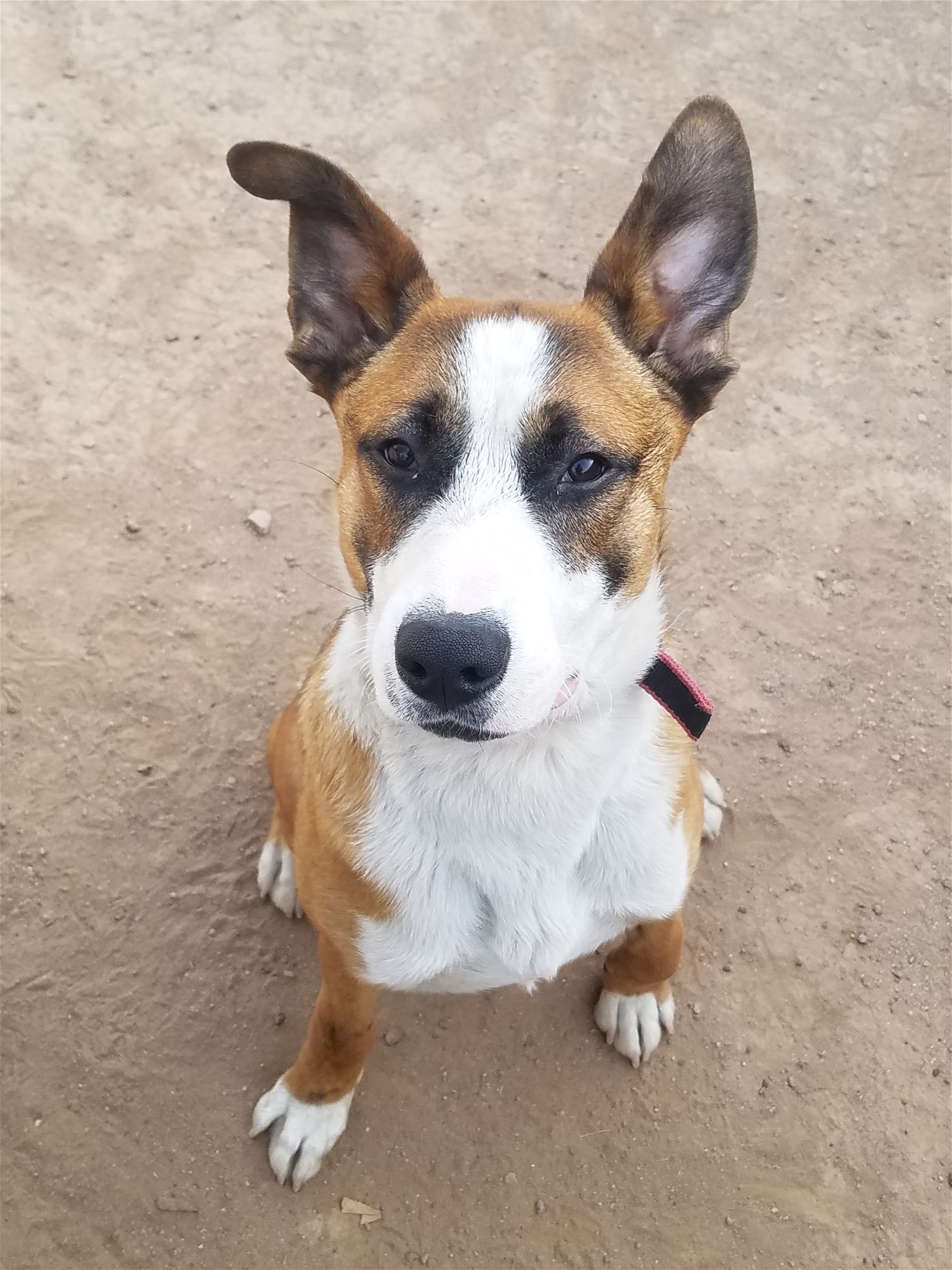 Cam, an adoptable Boxer, Retriever in Phoenix, AZ, 85017 | Photo Image 2
