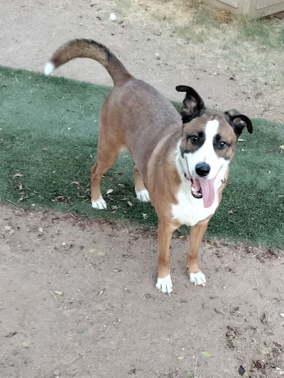 Cam, an adoptable Retriever in Phoenix, AZ, 85017 | Photo Image 5