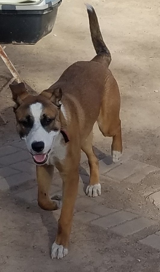 Cam, an adoptable Boxer, Retriever in Phoenix, AZ, 85017 | Photo Image 3
