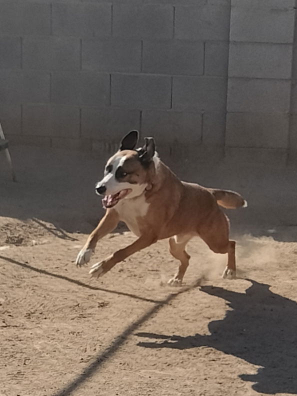 Cam, an adoptable Retriever in Phoenix, AZ, 85017 | Photo Image 3