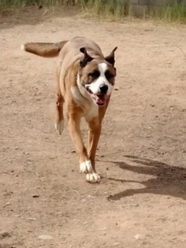 Cam, an adoptable Retriever in Phoenix, AZ, 85017 | Photo Image 3