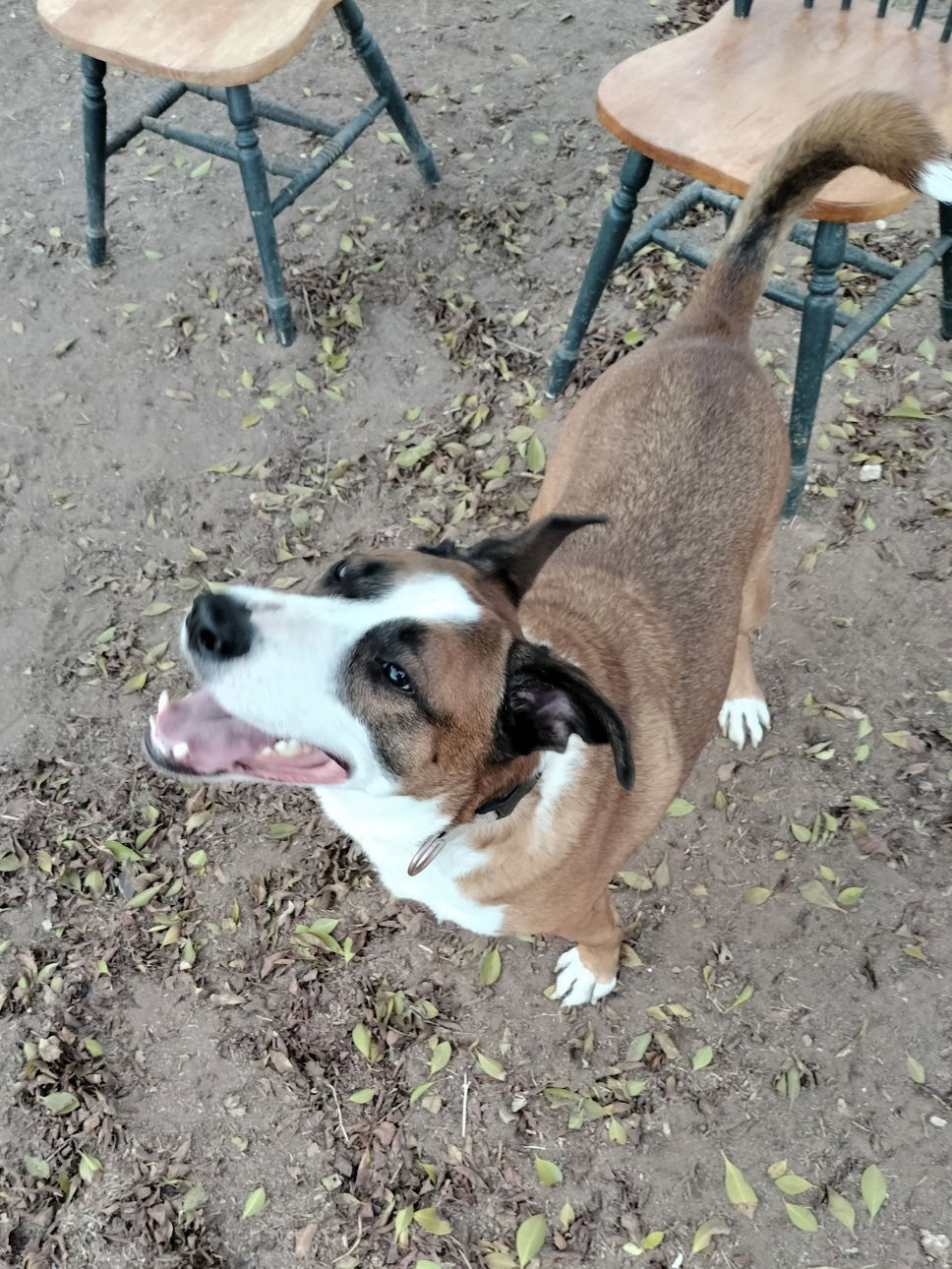 Cam, an adoptable Retriever in Phoenix, AZ, 85017 | Photo Image 6