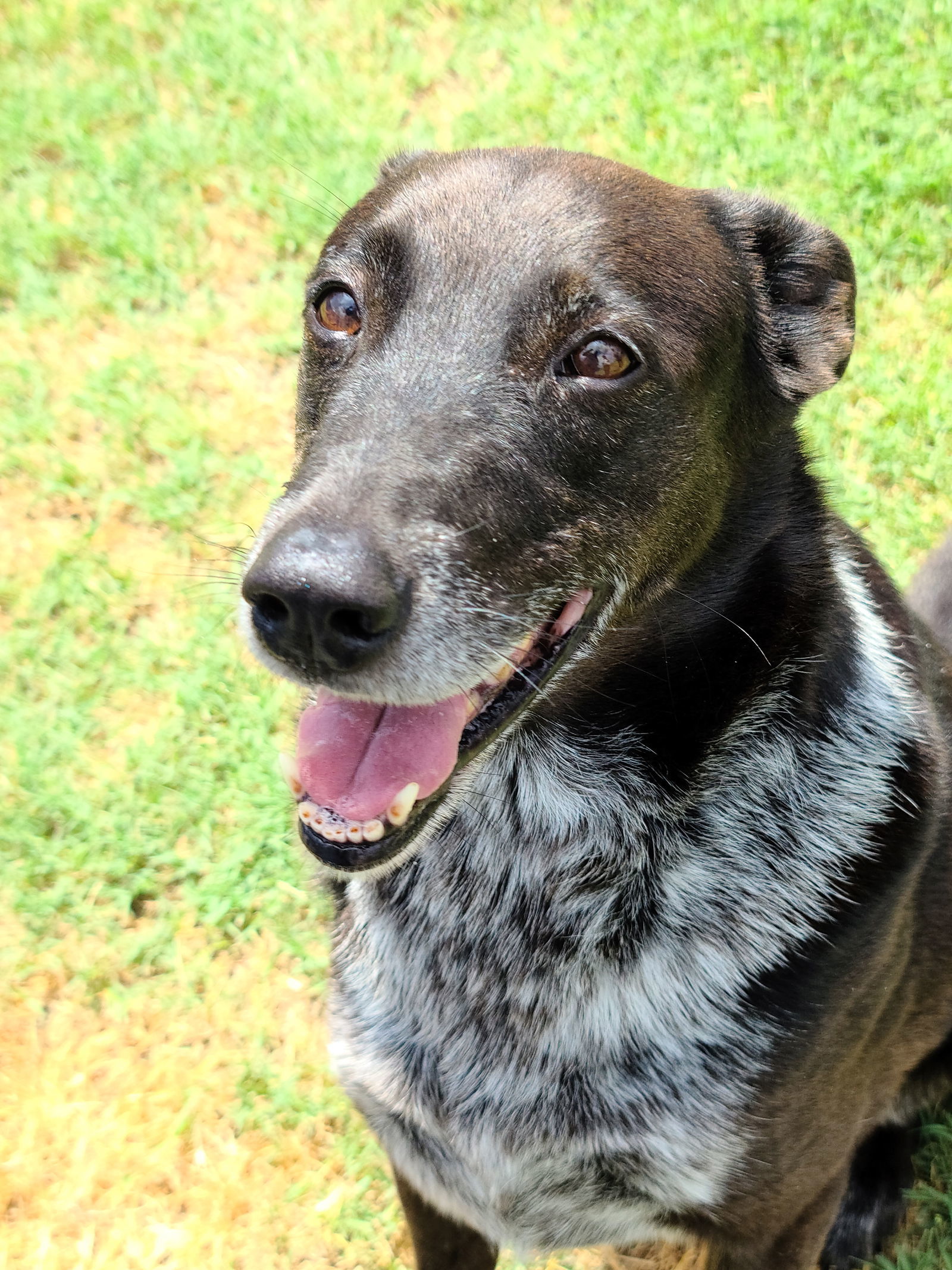 Marco, an adoptable Border Collie in Gun Barrel City, TX, 75147 | Photo Image 1