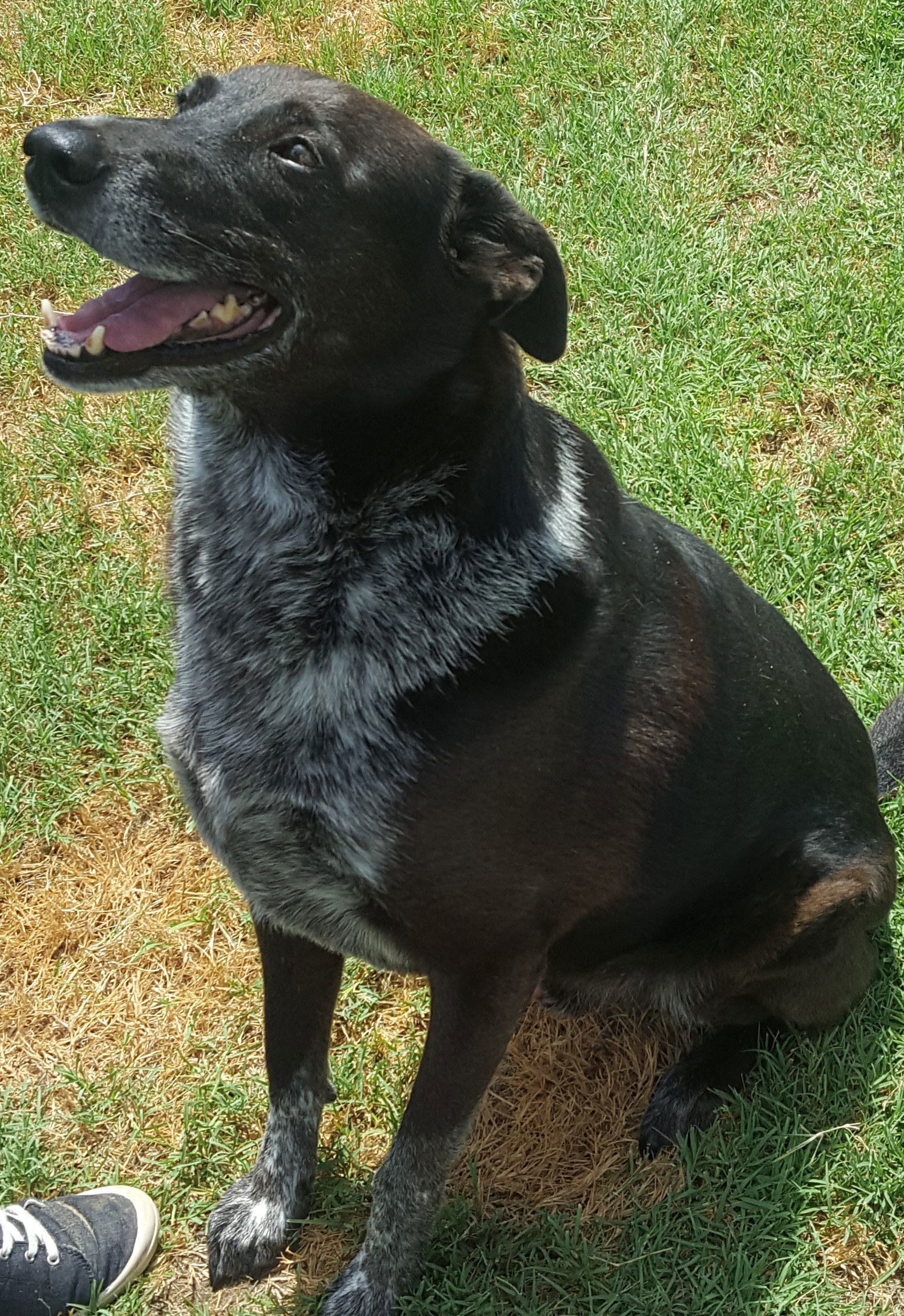 Marco, an adoptable Border Collie in Gun Barrel City, TX, 75147 | Photo Image 2