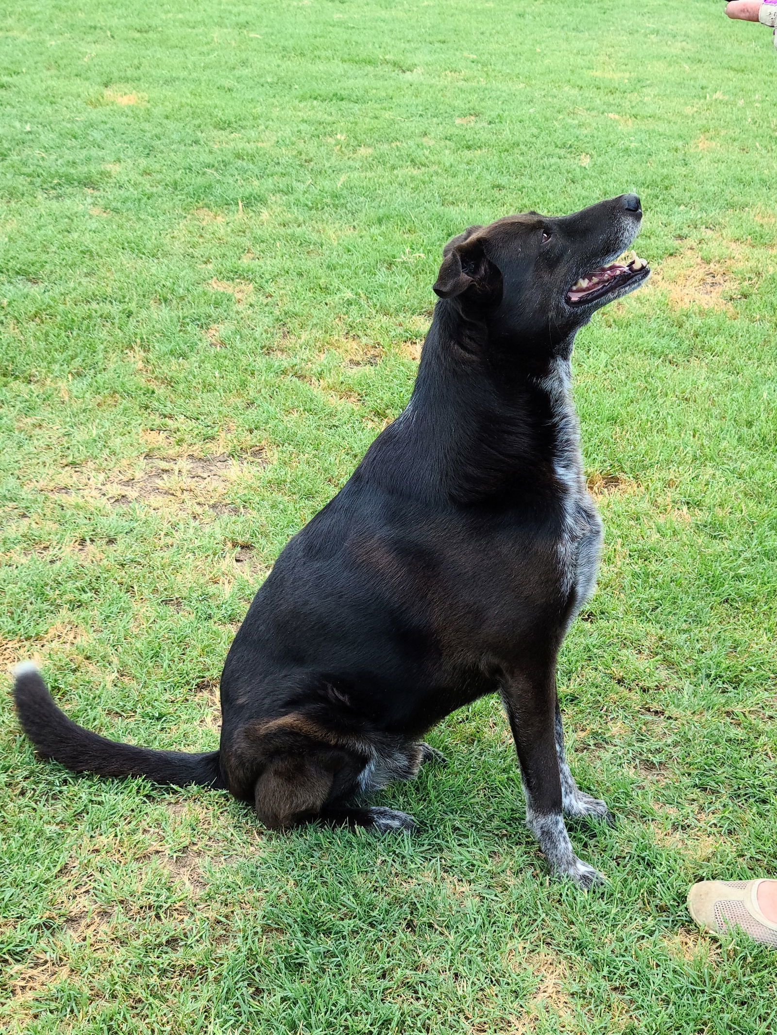 Marco, an adoptable Border Collie in Gun Barrel City, TX, 75147 | Photo Image 3