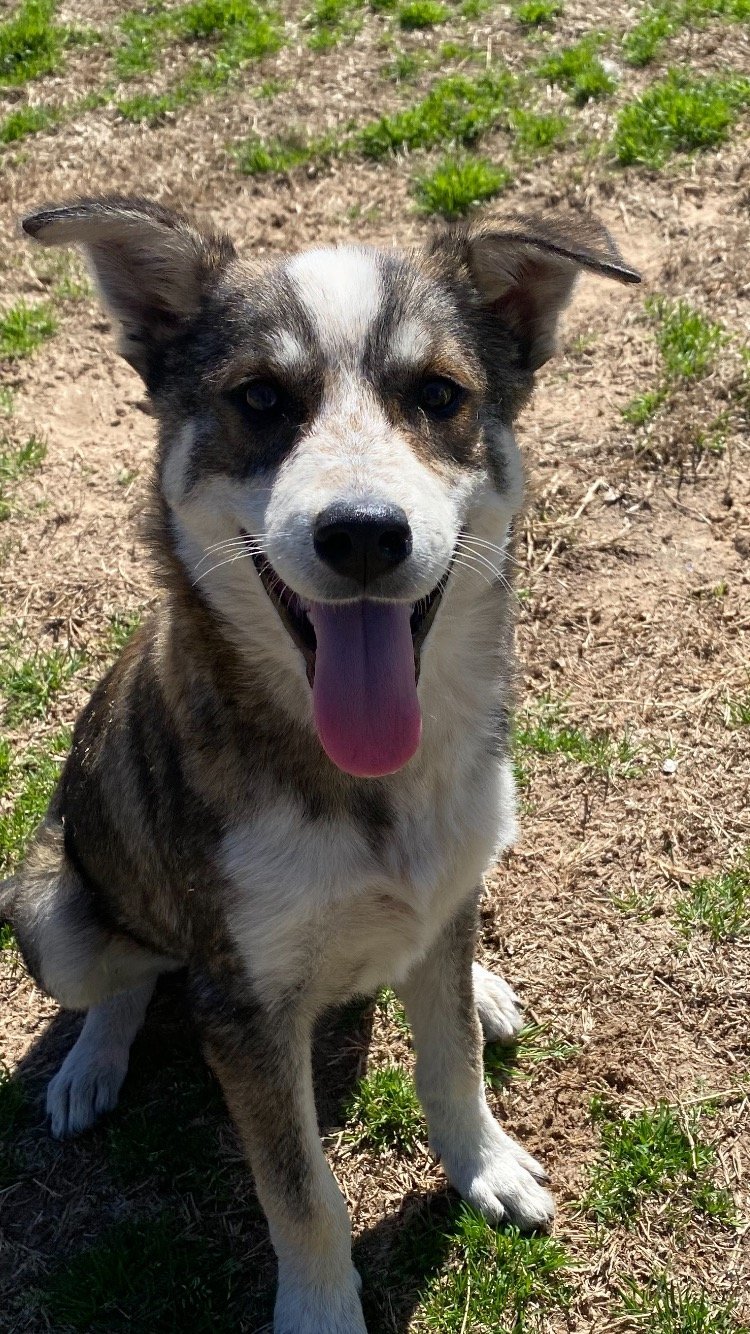 Ace, an adoptable Husky in Gun Barrel City, TX, 75147 | Photo Image 2