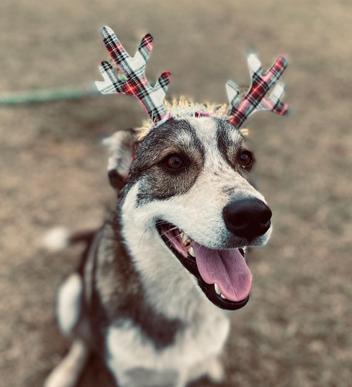 Ace, an adoptable Husky in Gun Barrel City, TX, 75147 | Photo Image 3