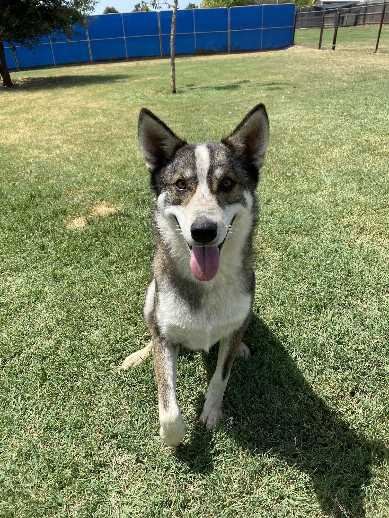 Ace, an adoptable Husky in Gun Barrel City, TX, 75147 | Photo Image 3