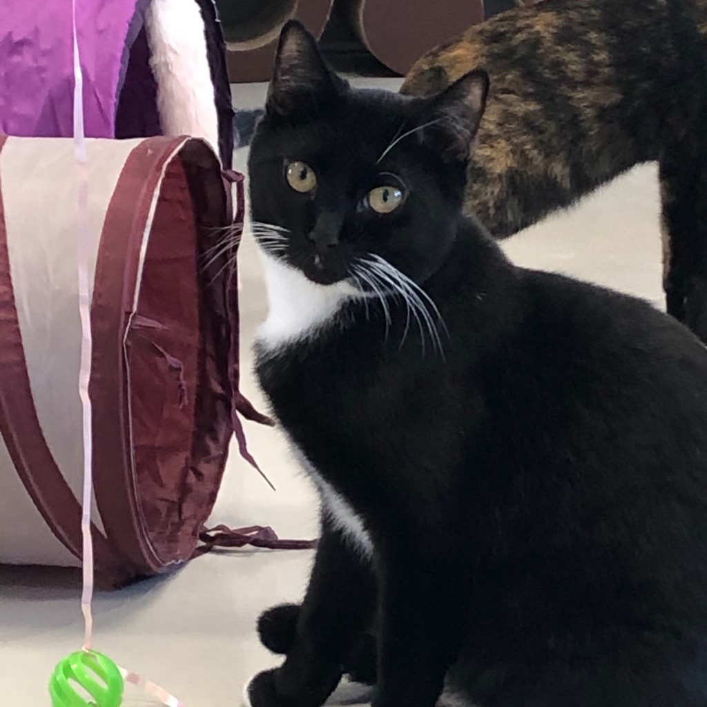 Oreo, an adoptable Domestic Short Hair in Dalton, GA, 30721 | Photo Image 2