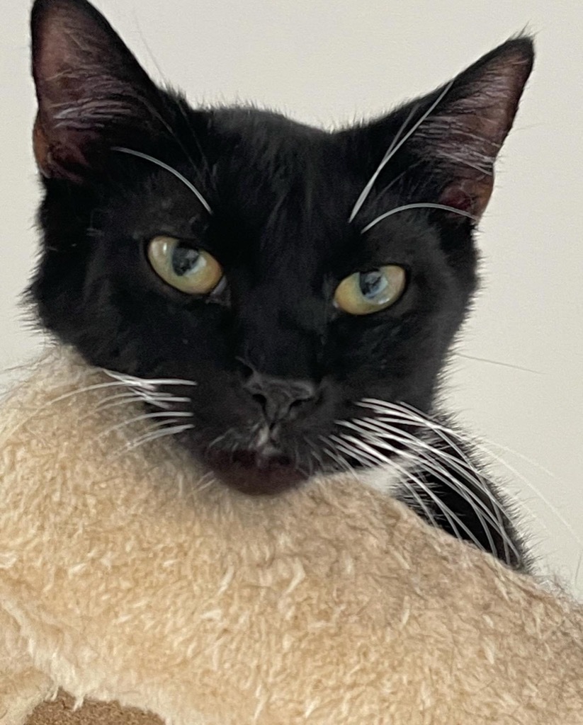 Oreo, an adoptable Domestic Short Hair in Dalton, GA, 30721 | Photo Image 3