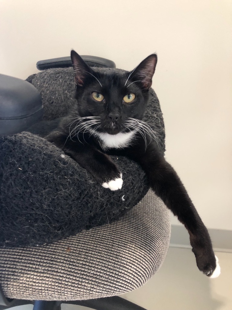 Oreo, an adoptable Domestic Short Hair in Dalton, GA, 30721 | Photo Image 4