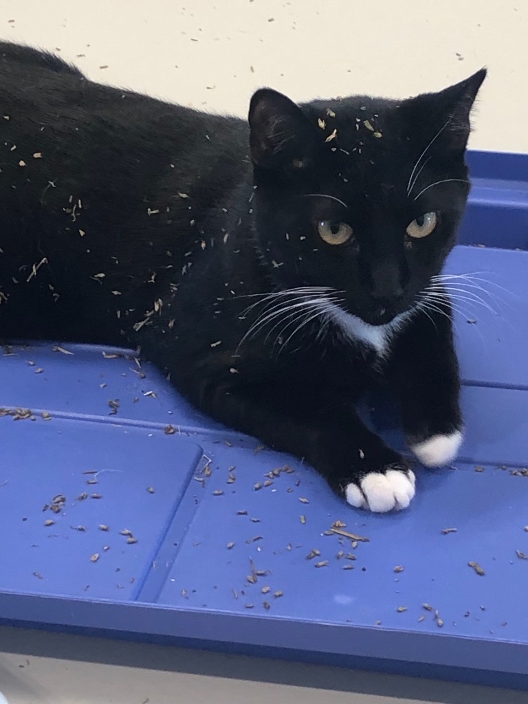 Oreo, an adoptable Domestic Short Hair in Dalton, GA, 30721 | Photo Image 5