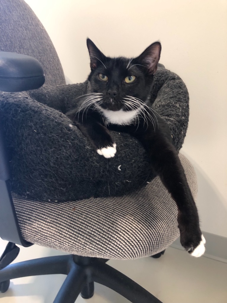 Oreo, an adoptable Domestic Short Hair in Dalton, GA, 30721 | Photo Image 5