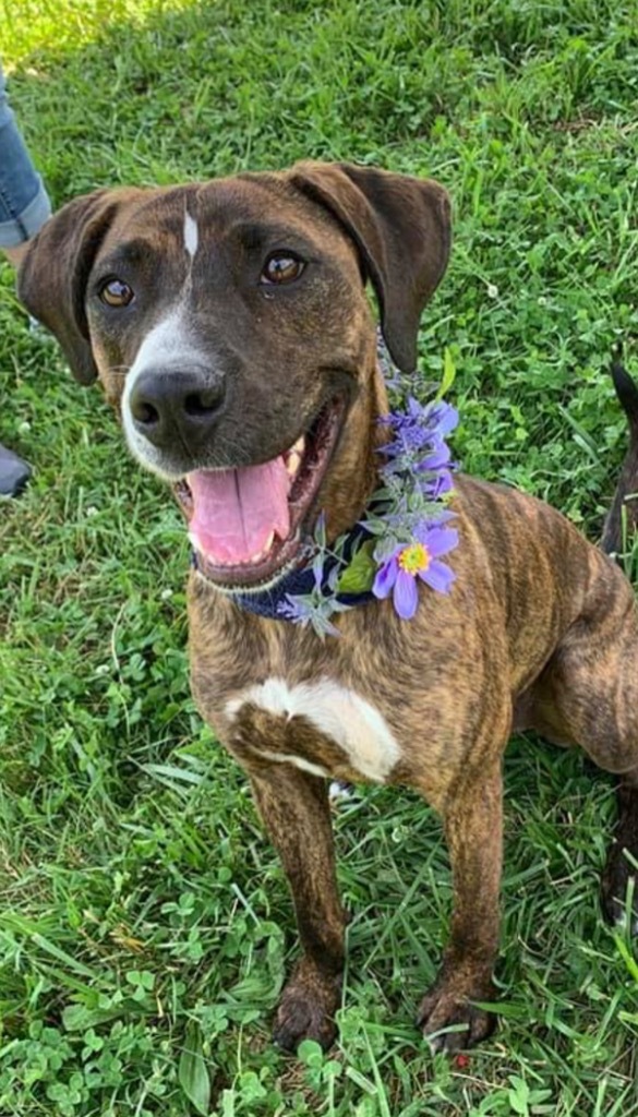 Iggy, an adoptable Plott Hound, Catahoula Leopard Dog in Dalton, GA, 30721 | Photo Image 1