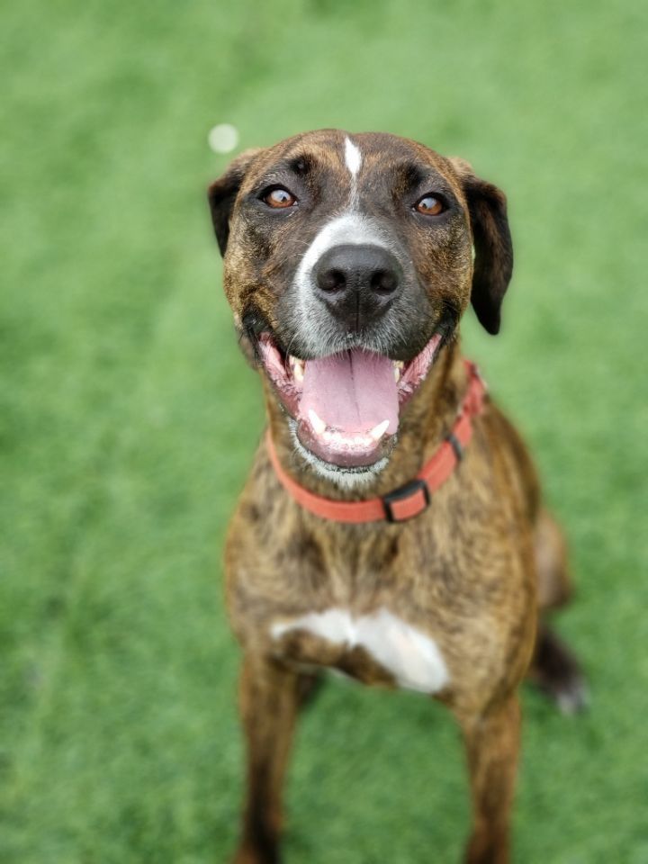 Catahoula store plott hound