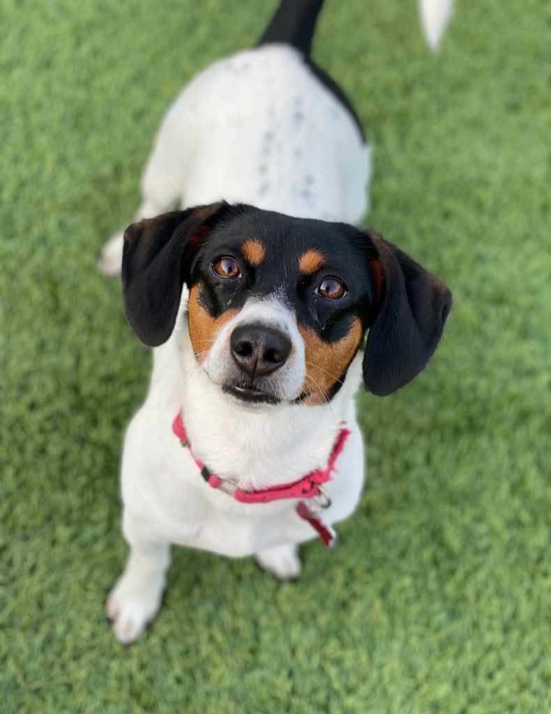 Lexie, an adoptable Beagle, Jack Russell Terrier in Dalton, GA, 30721 | Photo Image 1