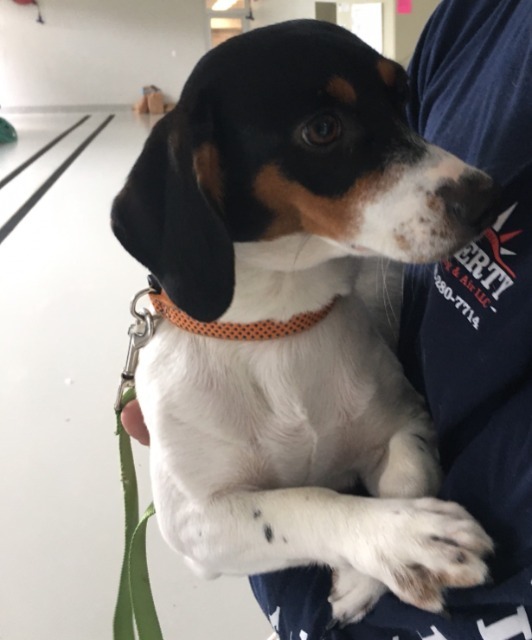Lexie, an adoptable Beagle, Jack Russell Terrier in Dalton, GA, 30721 | Photo Image 2