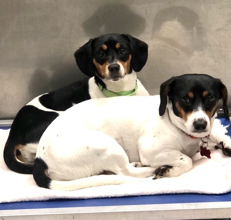 Lexie, an adoptable Beagle, Jack Russell Terrier in Dalton, GA, 30721 | Photo Image 3