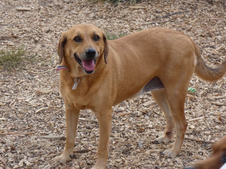 Daisy, an adoptable Labrador Retriever Mix in Ringwood, NJ_image-1