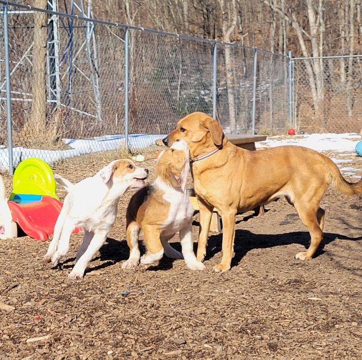 Daisy, an adoptable Labrador Retriever Mix in Ringwood, NJ_image-3