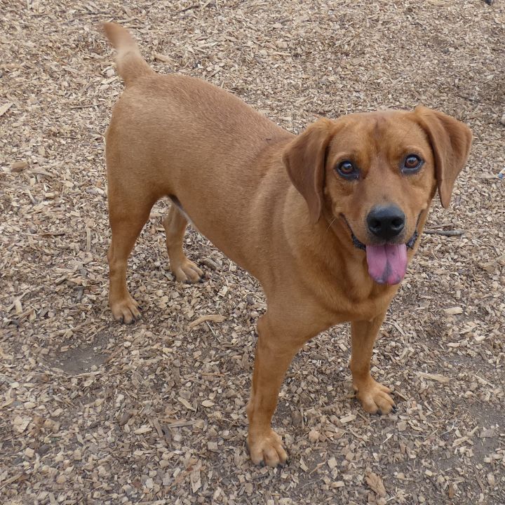 Duke, an adopted Labrador Retriever Mix in Ringwood, NJ_image-4