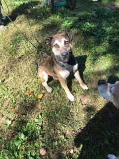 Buddy, an adoptable American Staffordshire Terrier & Labrador Retriever Mix in Martin, GA_image-1