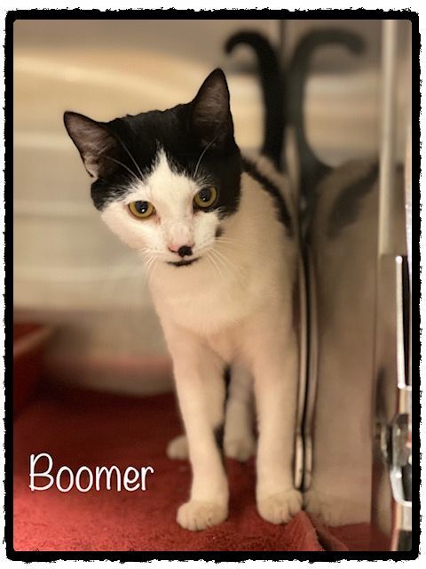 BOOMER available 3/12 2