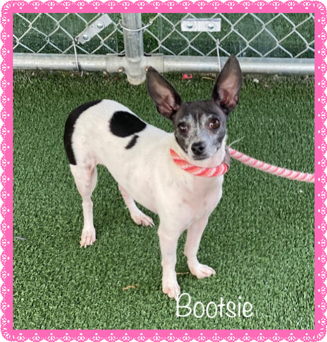 BOOTSIE (see also SHELBY), an adopted Chihuahua in Marietta, GA_image-2