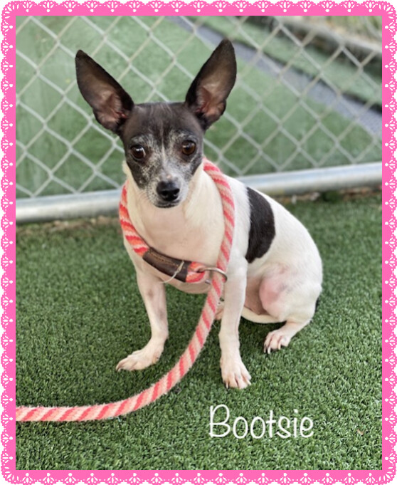 BOOTSIE (see also SHELBY), an adopted Chihuahua in Marietta, GA_image-1