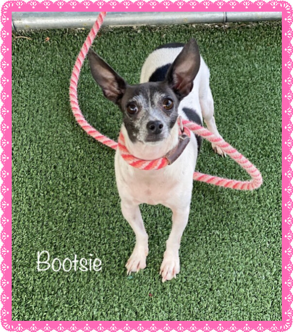 BOOTSIE (see also SHELBY), an adopted Chihuahua in Marietta, GA_image-4