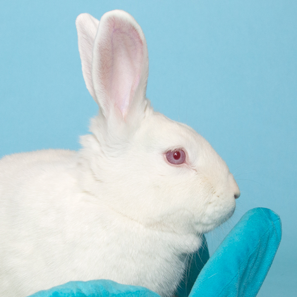 Opal, an adoptable Bunny Rabbit in Whittaker, MI_image-1