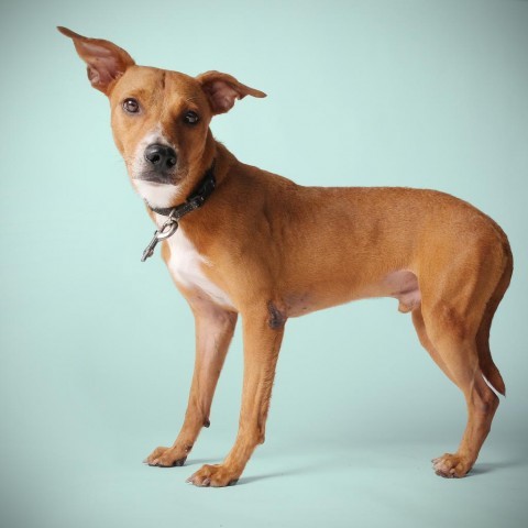 Delton, an adoptable Mixed Breed in Guaynabo, PR, 00969 | Photo Image 1