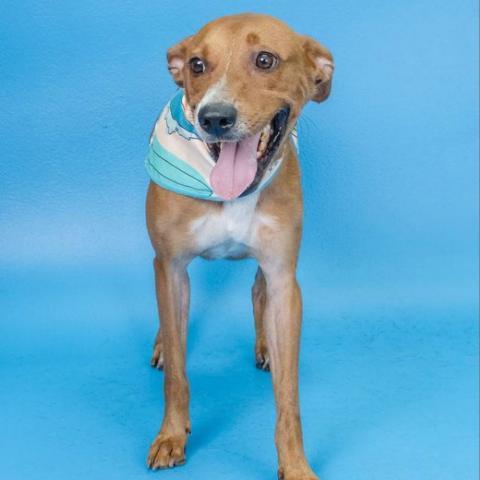 Delton, an adoptable Mixed Breed in Guaynabo, PR, 00969 | Photo Image 2