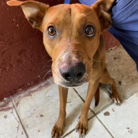 Delton, an adoptable Mixed Breed in Guaynabo, PR, 00969 | Photo Image 3