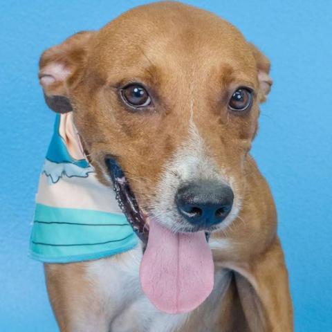 Delton, an adoptable Mixed Breed in Guaynabo, PR, 00969 | Photo Image 4