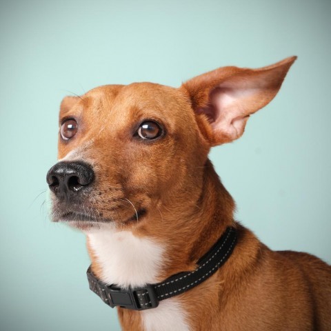 Delton, an adoptable Mixed Breed in Guaynabo, PR, 00969 | Photo Image 6