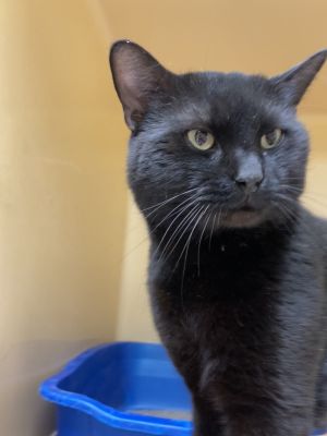 Foster to Adopt - Panther