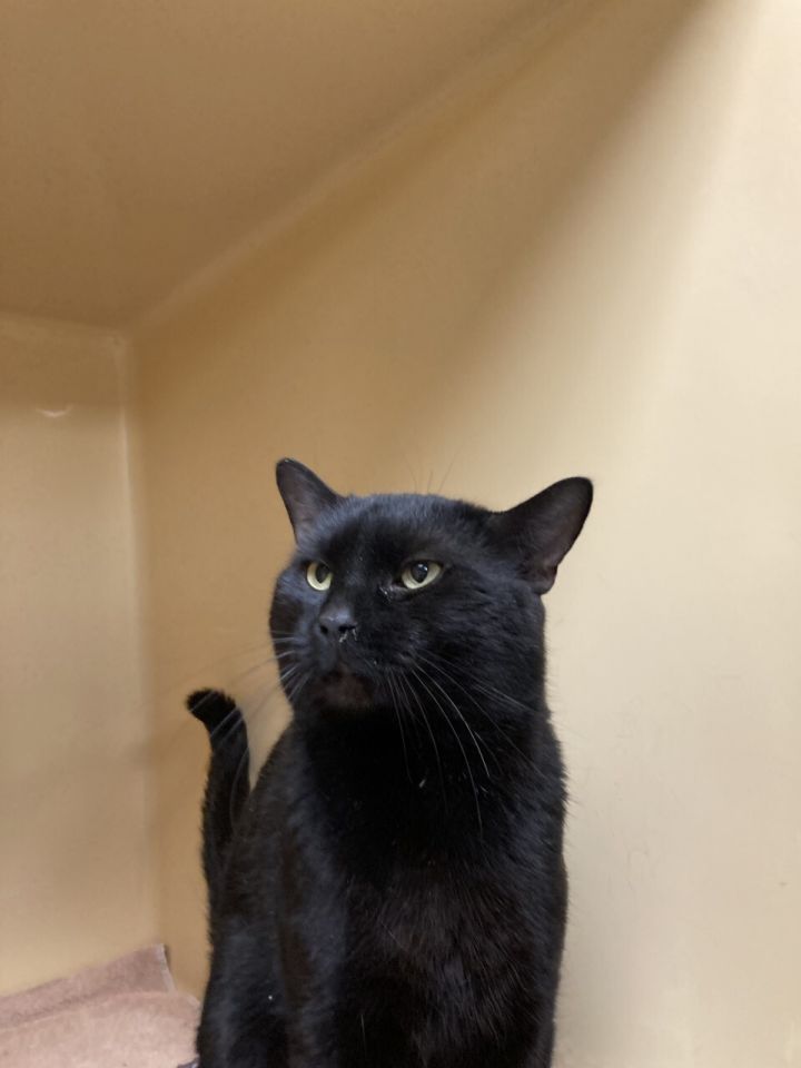 Foster to Adopt - Panther 2