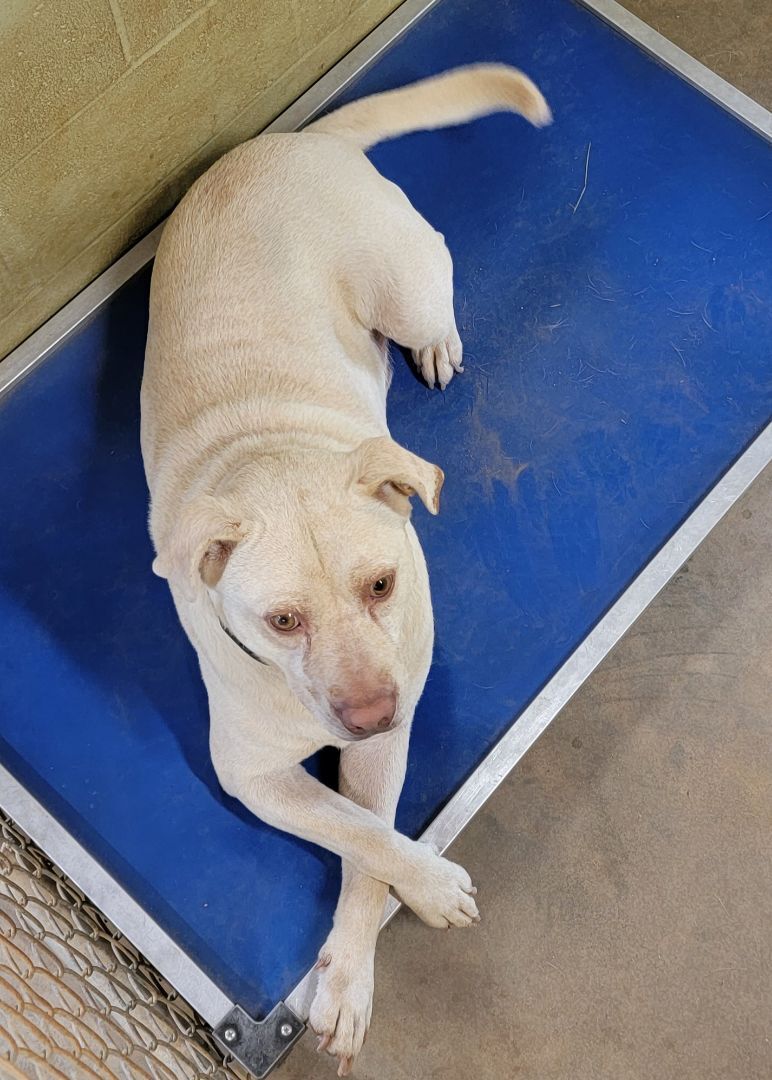 Blue, an adoptable Labrador Retriever in Augusta, GA, 30909 | Photo Image 4