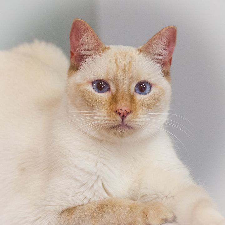 Roan, an adopted Siamese in Ponte Vedra, FL_image-1