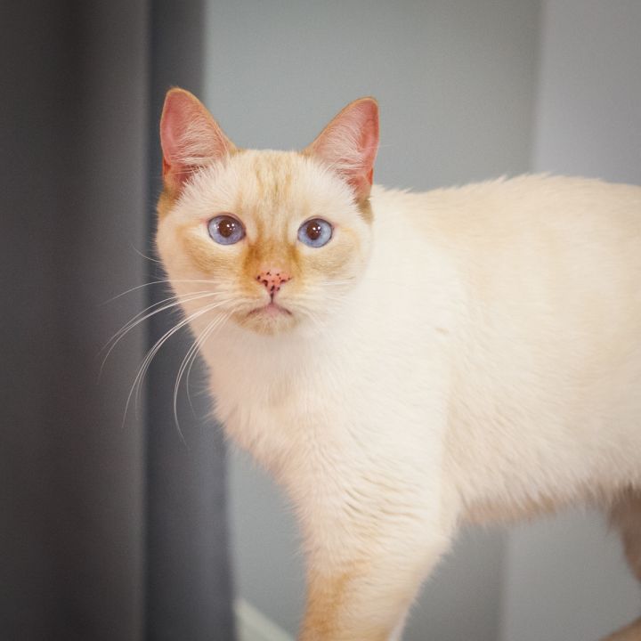 Roan, an adopted Siamese in Ponte Vedra, FL_image-2