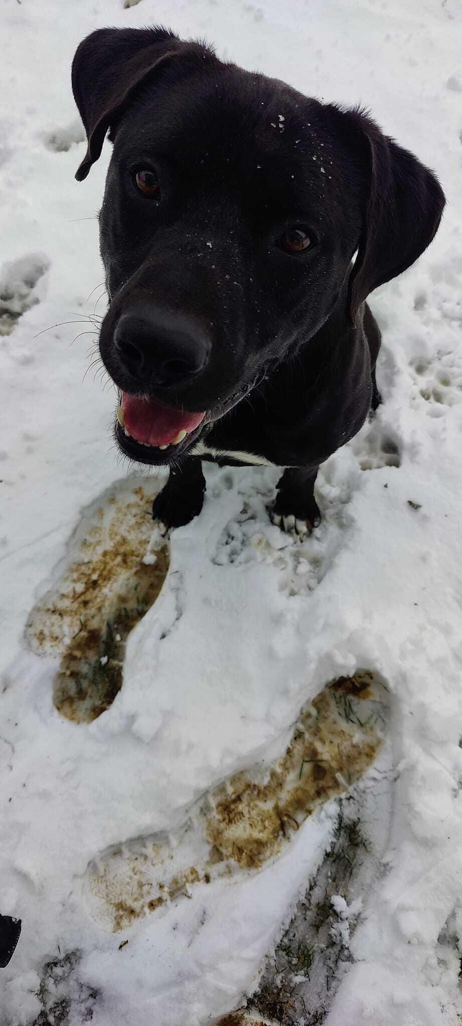 Edgar, an adoptable Labrador Retriever in Godfrey, IL, 62035 | Photo Image 2