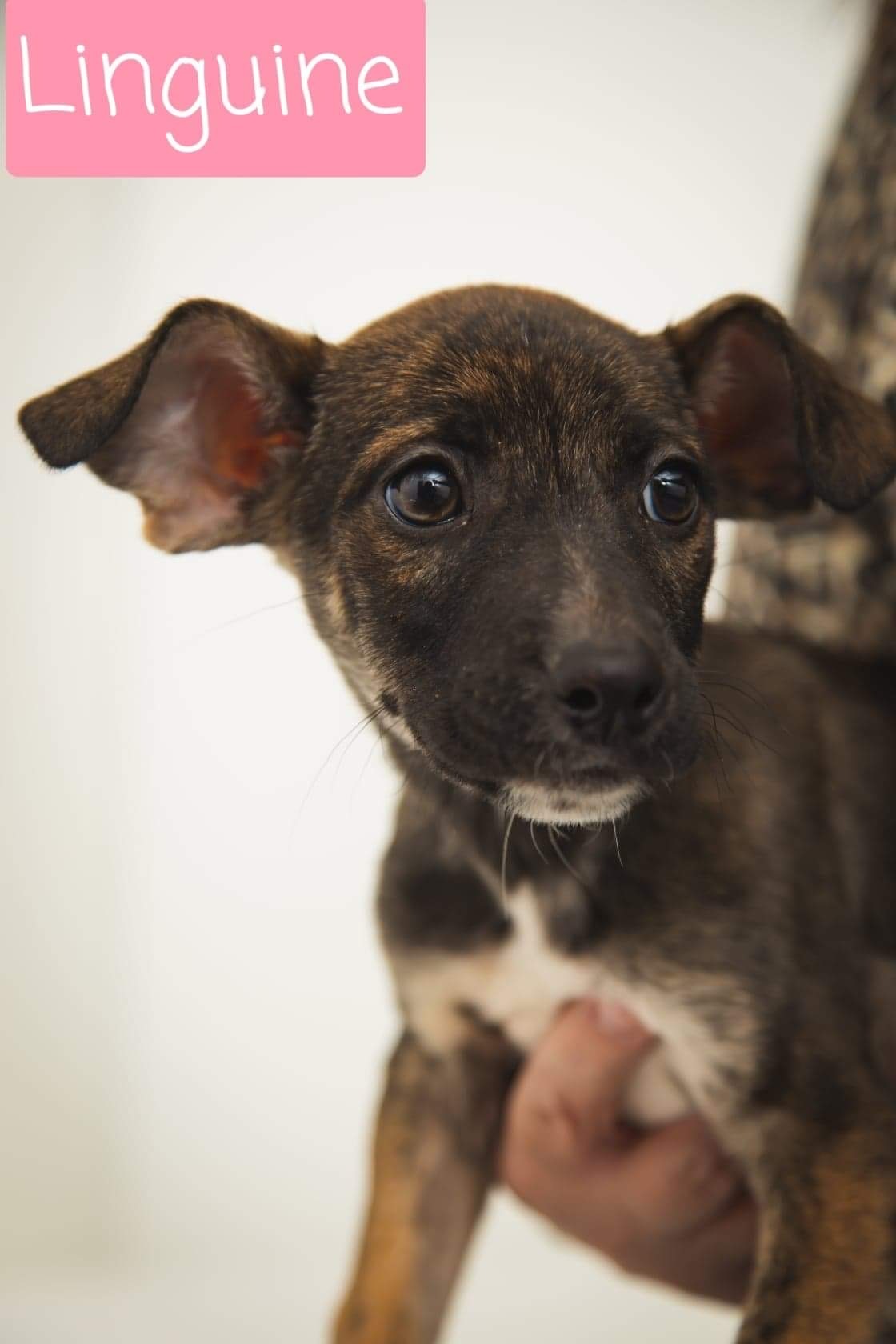 Linguine (Nugget), an adoptable Mixed Breed, Boxer in Jacksonville, IL, 62650 | Photo Image 1