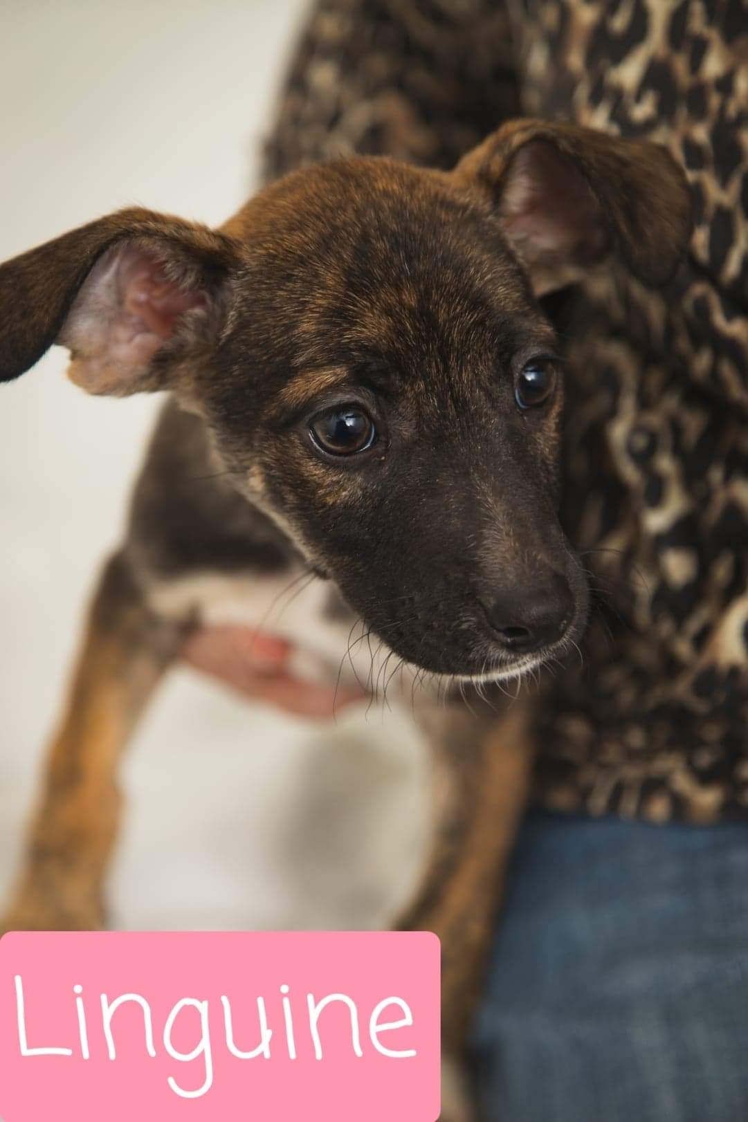 Linguine (Nugget), an adoptable Mixed Breed, Boxer in Jacksonville, IL, 62650 | Photo Image 3