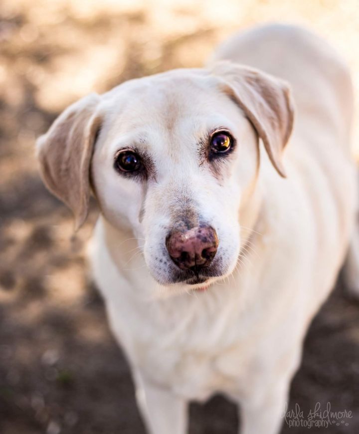 Ellie Mae, an adopted Labrador Retriever Mix in Charlotte, NC_image-2
